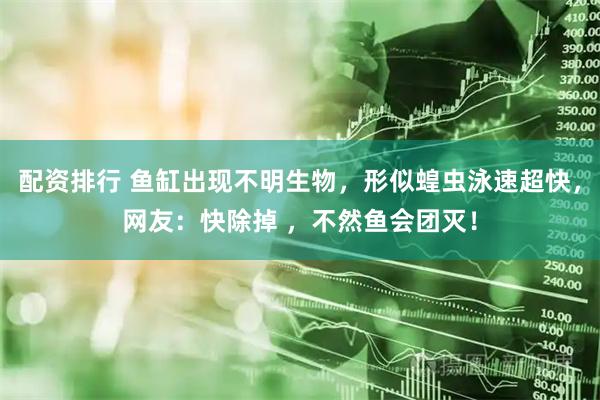 配资排行 鱼缸出现不明生物，形似蝗虫泳速超快，网友：快除掉 ，不然鱼会团灭！